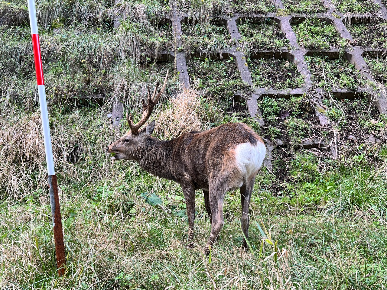 鳥獣対策 「捕獲圧不十分」指摘 広域管理へ国の支援必要